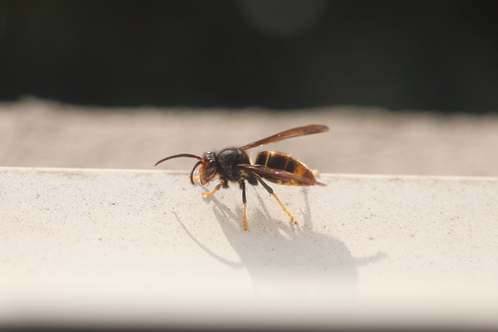 Vespa Velutina Nigrithorax From Malbosc Montpellier France On