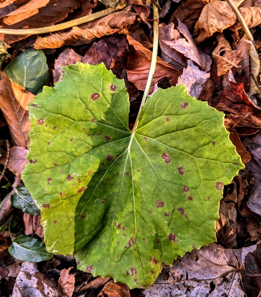 Colt S Foot From Elka Park Ny Usa On November At