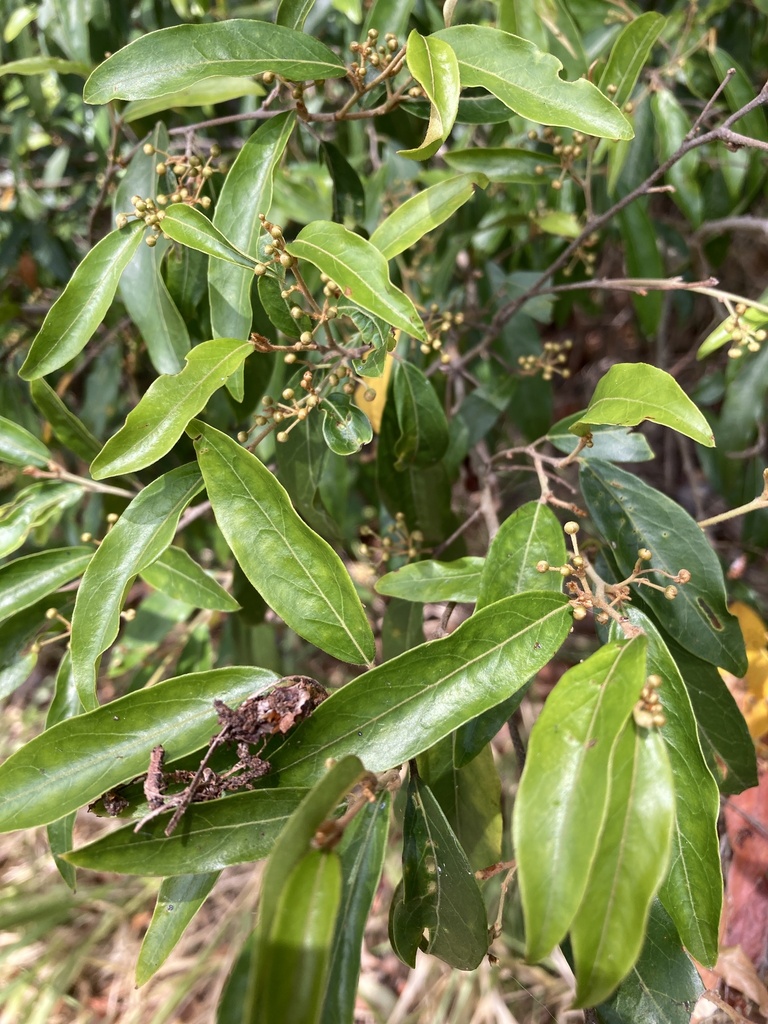 Petalostigma Triloculare From Teewah Rd Boreen Point Qld Au On