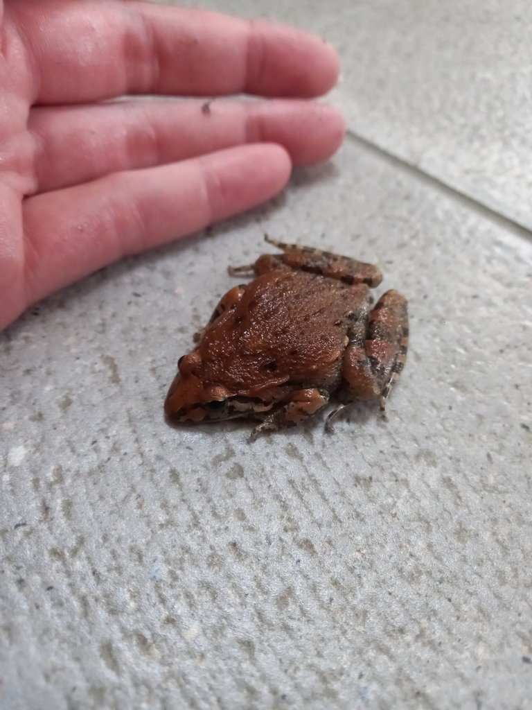 Mediterranean Painted Frog From Abbayes Saint Andr Les Vergers