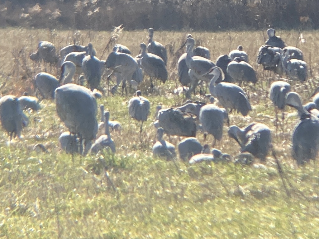 Sandhill Crane In November 2023 By Zach Bell INaturalist