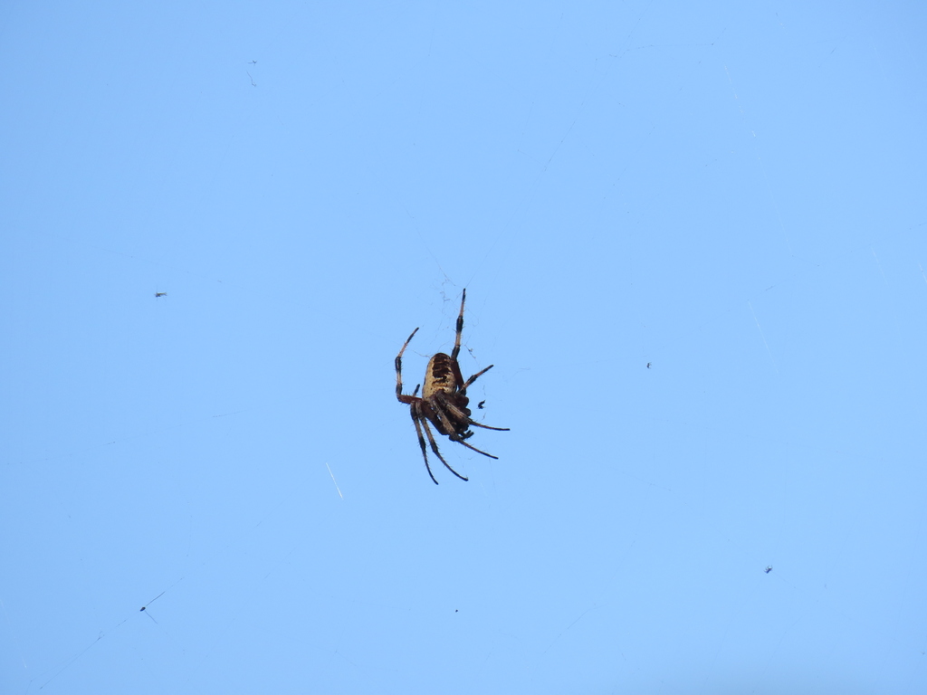 Red Femured Spotted Orbweaver From Industrial Augusta GA USA On