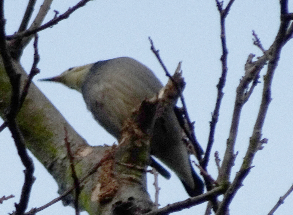 Red Billed Starling From Tsim Sha Tsui Hong Kong On November 17 2023