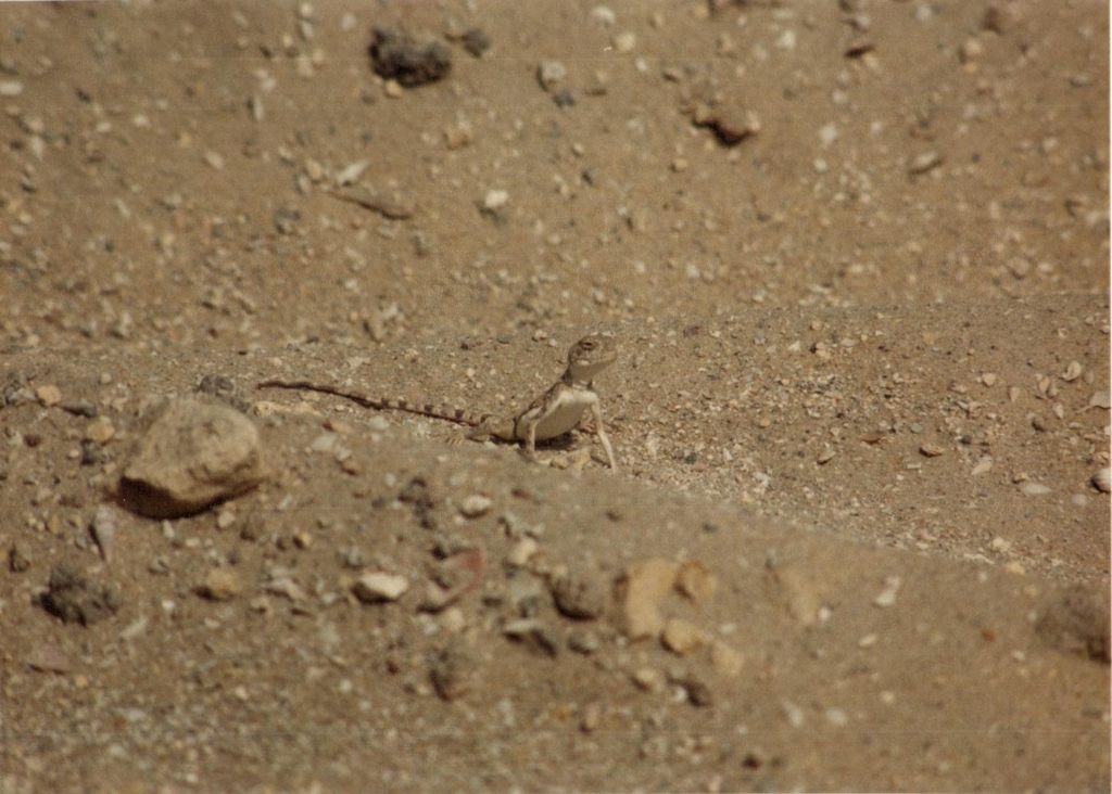 Arabian Toad Headed Agama From 37276 Saudi Arabia On April 18 1991 By