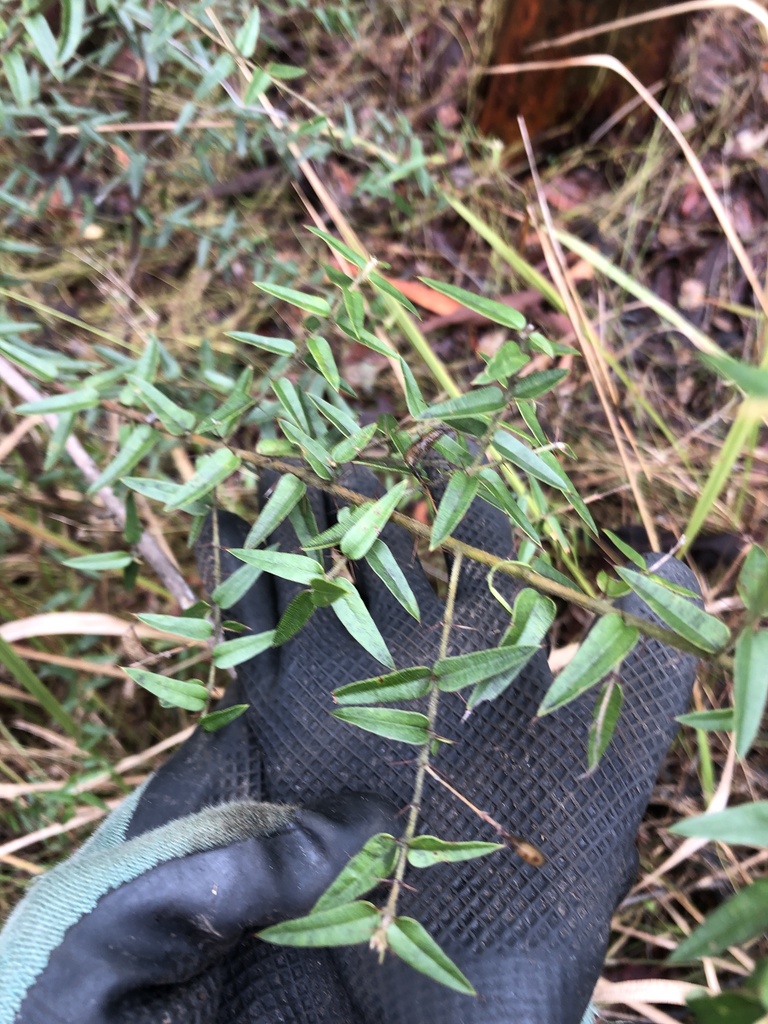 Spiny Shaggy Pea From Mt Coot Tha Forest Mount Coot Tha QLD AU On