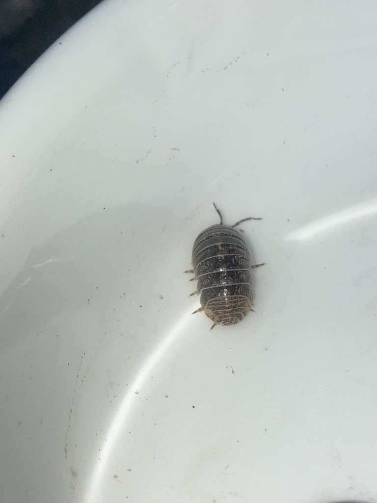 Common Pill Woodlouse from Santiago Lindsay Valparaíso Región de