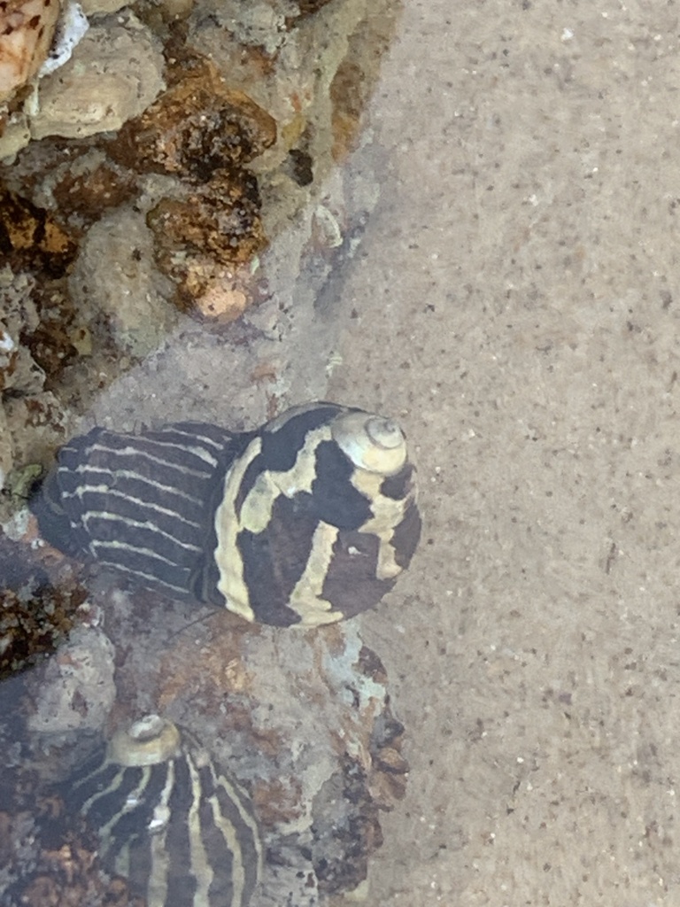 Zebra Top Snail From Urunga Nsw Au On November At Pm