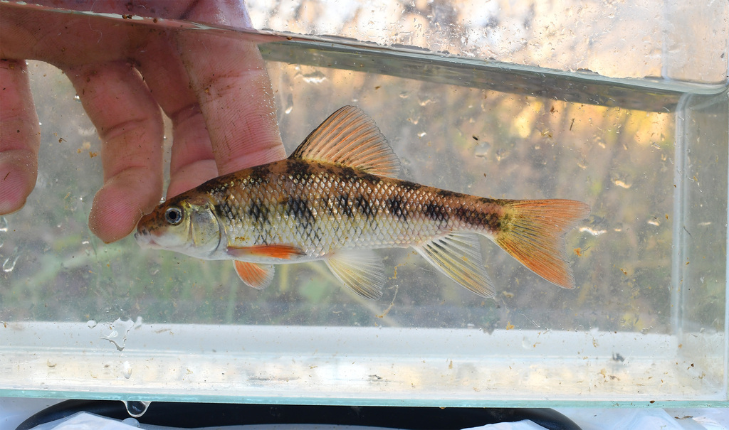 Eastern Creek Chubsucker From Crownsville Md Usa On October