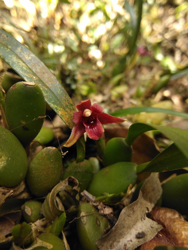 Maxillaria henchmannii from 94455 Ver México on November 20 2023 at