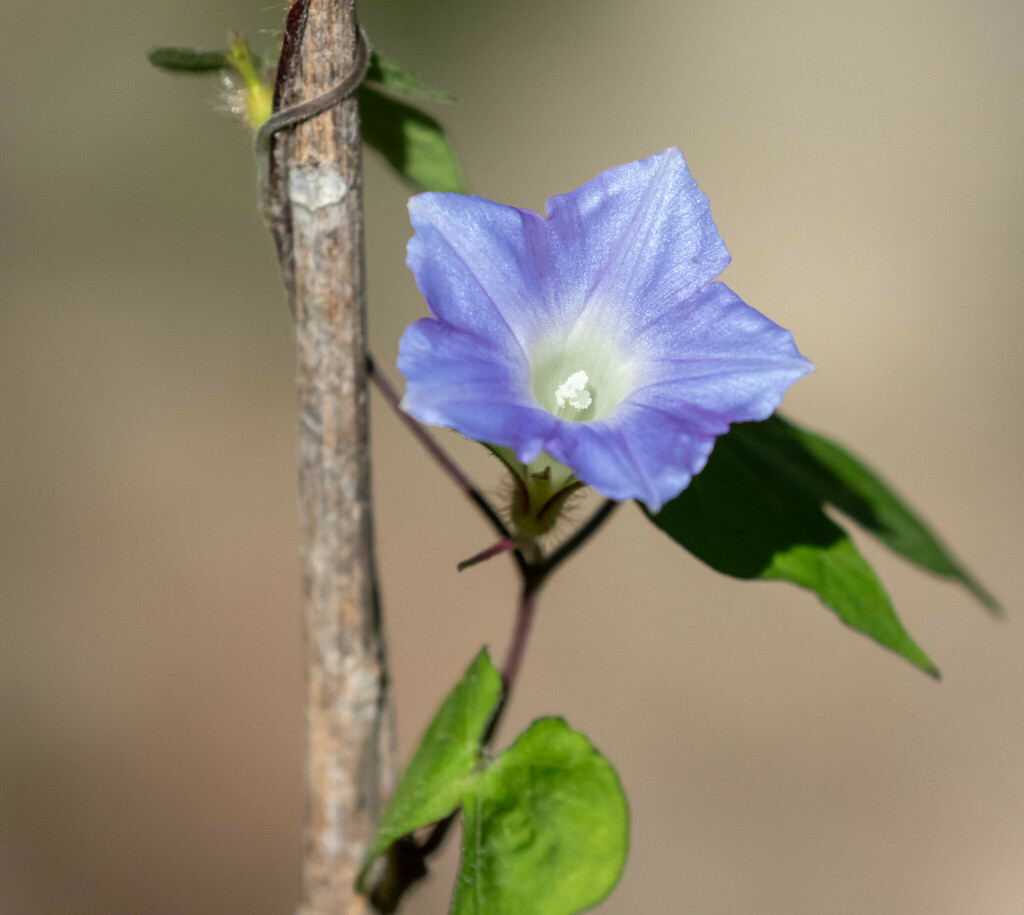 Japanese Morning Glory From La Paz BCS Mexico On November 17 2023 At