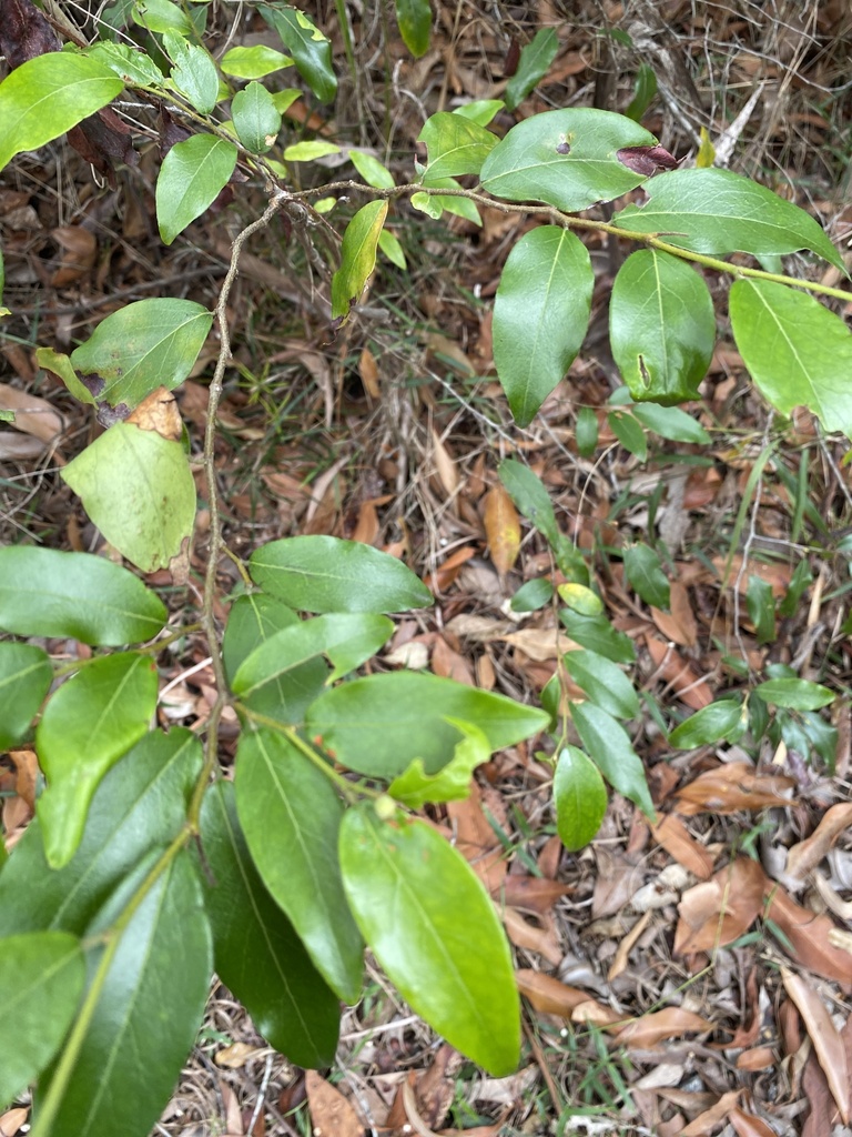 Petalostigma Triloculare From Ben Bennett Bushland Park Caloundra QLD