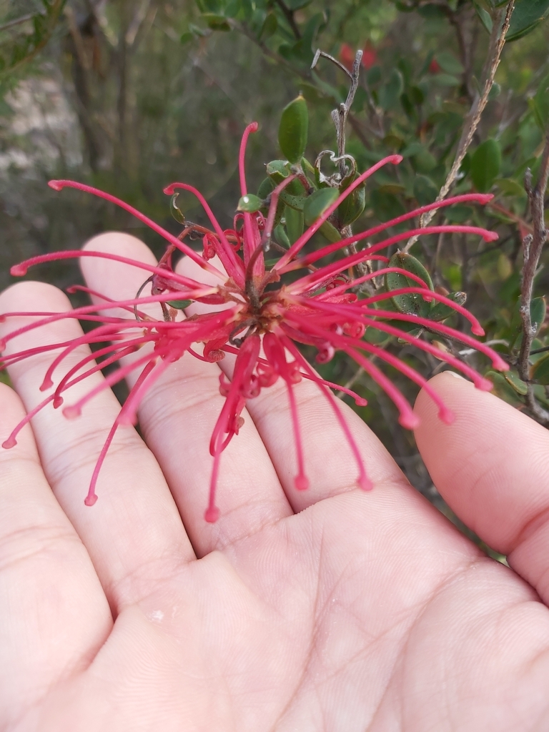 Red Spider Flower From Ku Ring Gai Chase Nsw Australia On July