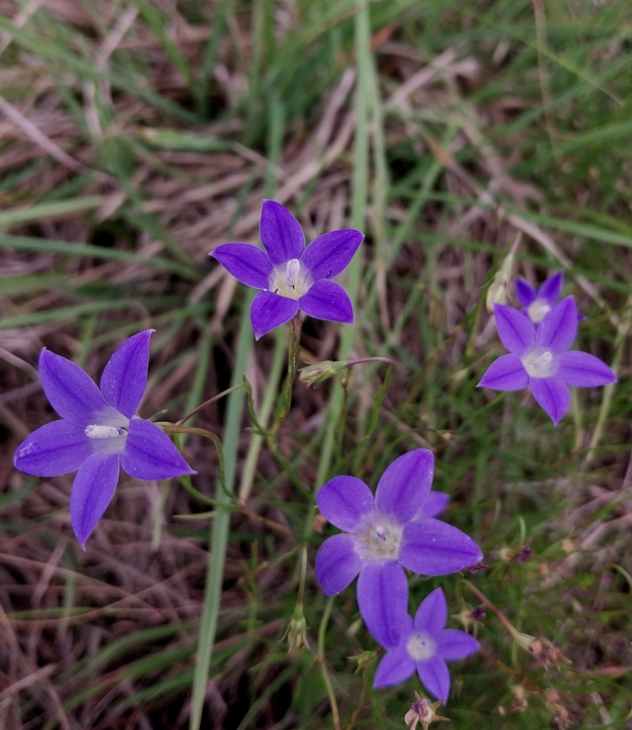 Australian Bluebell From Hillside VIC 3875 Australia On November 22