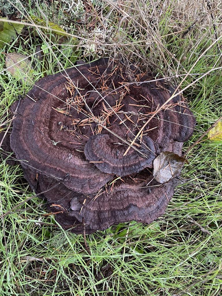 Dyer S Polypore From Eatonville Hwy E Eatonville WA US On November