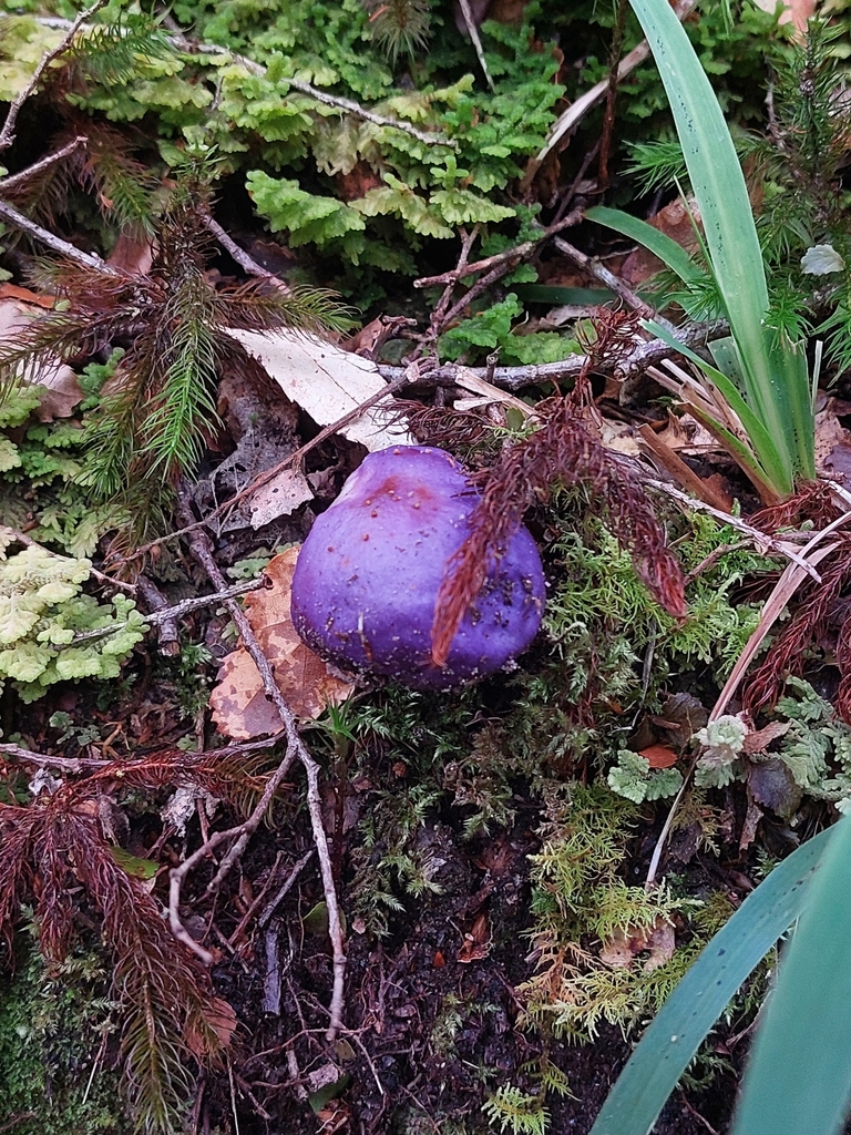 Mushrooms Bracket Fungi Puffballs And Allies From New Zealand