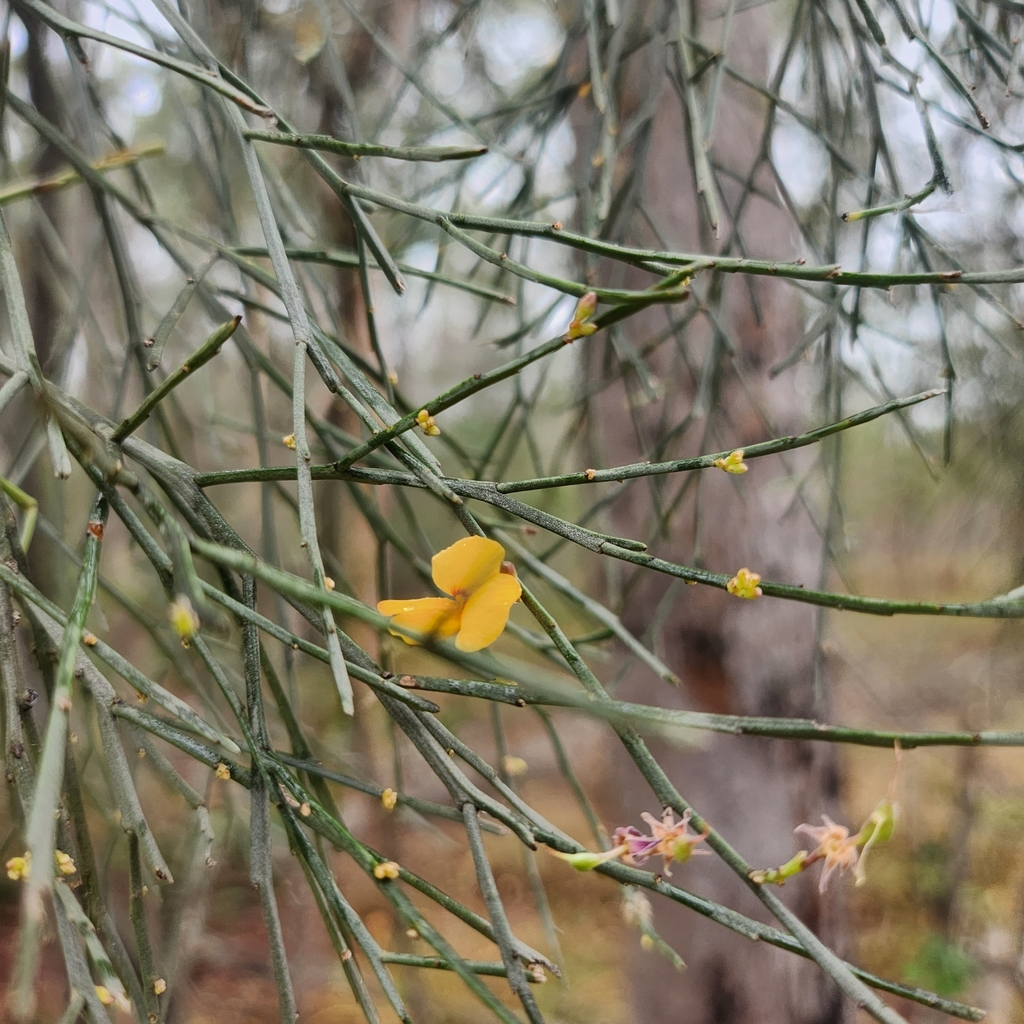 Winged Broom Pea From Park Ridge QLD 4125 Australia On November 20