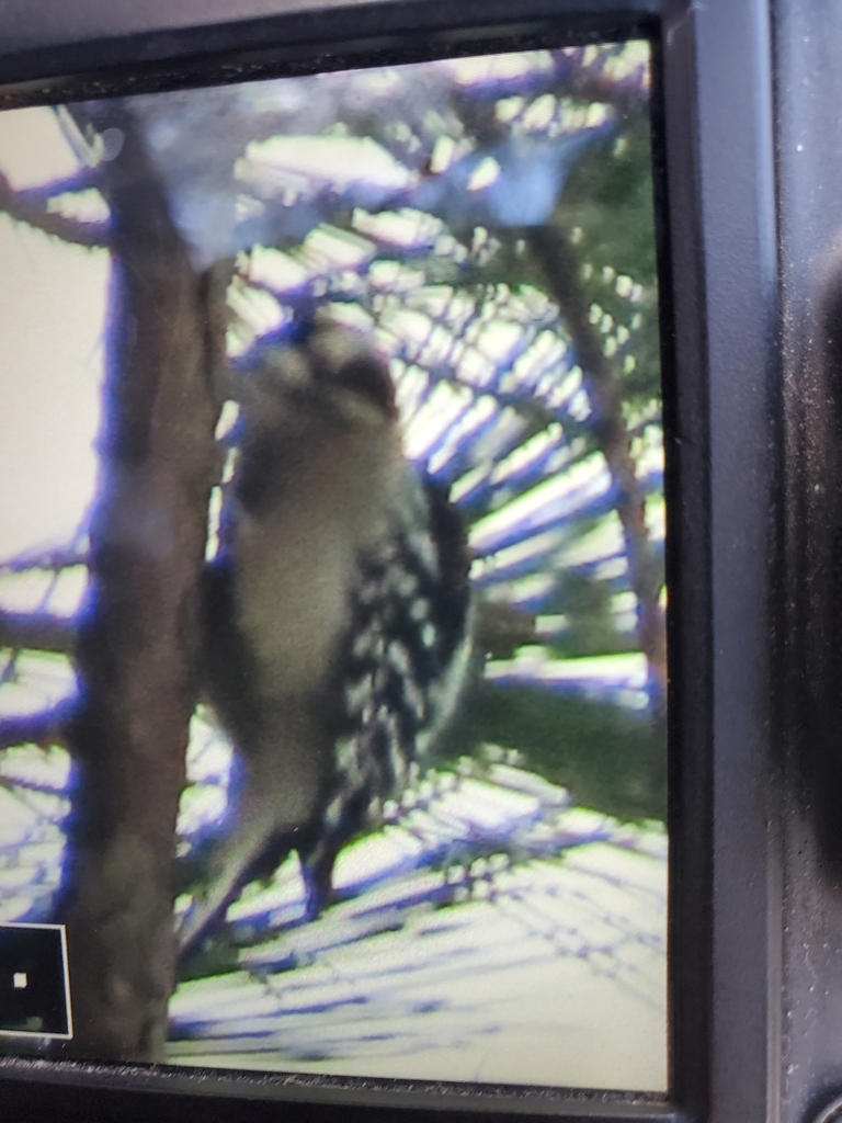 Downy Woodpecker From Stewart County TN USA On November 22 2023 At