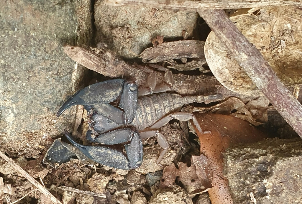 Hormurus From Cape Conway Qld Australia On November At