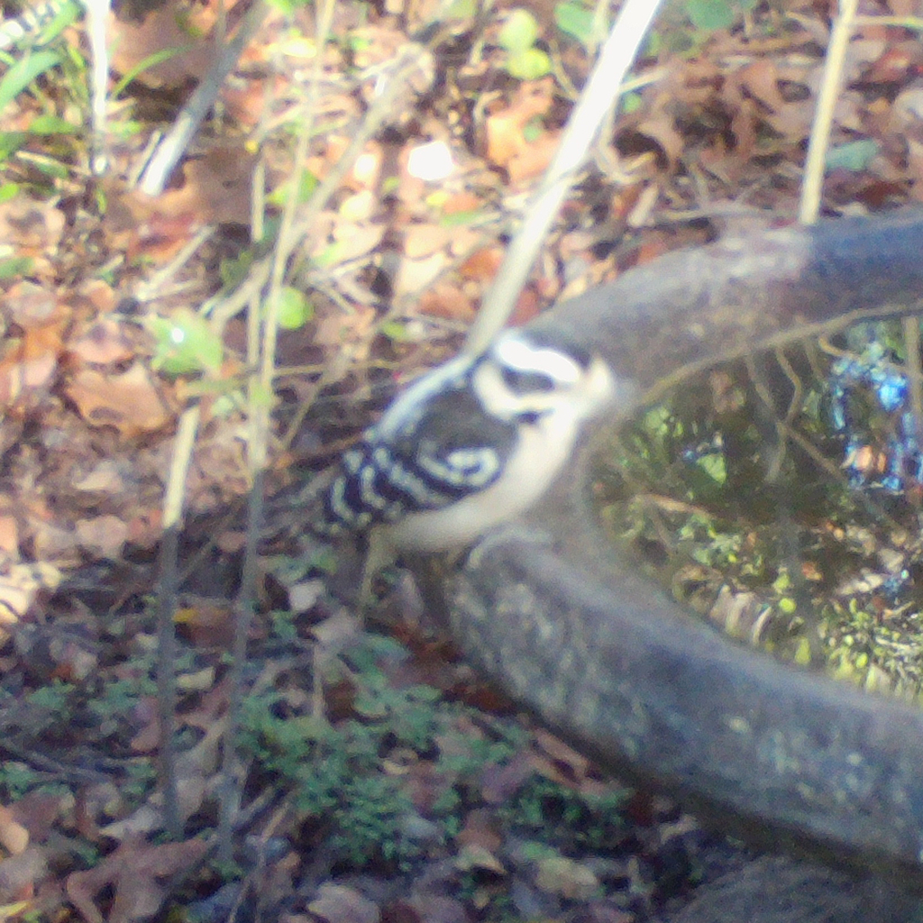 Downy Woodpecker From Salton Dr Austin Travis Co Tx On November