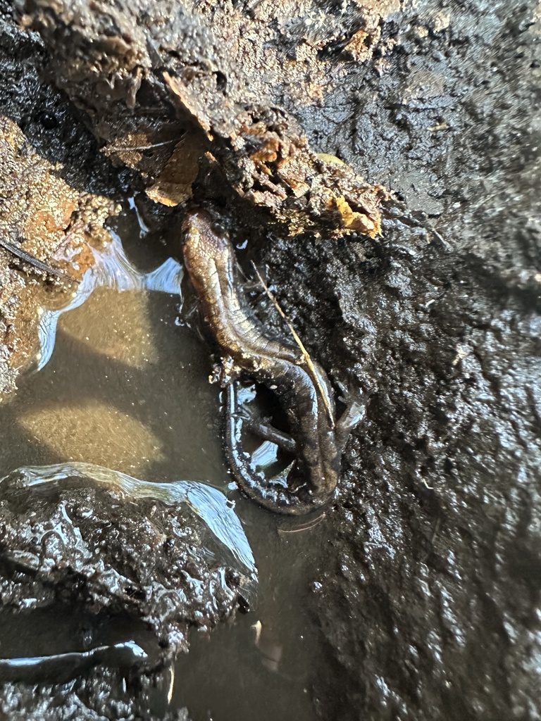 Carolina Mountain Dusky Salamander From Black Mountain NC US On