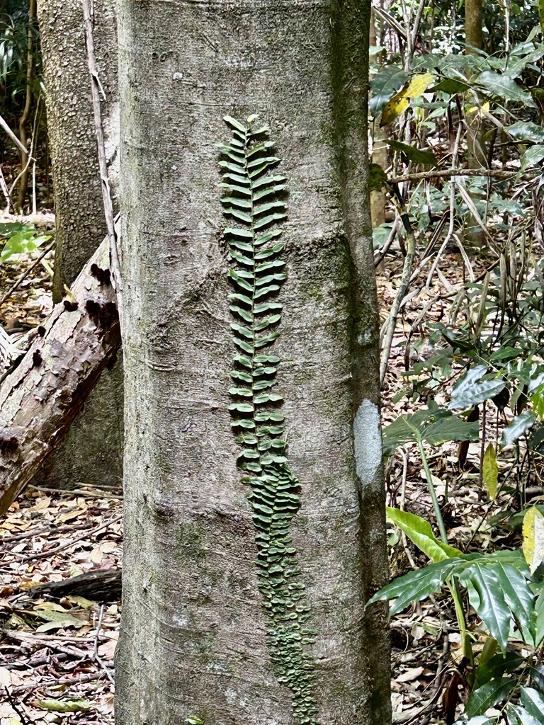 Candle Vine From Victoria Park Boardwalk Dalwood NSW AU On November