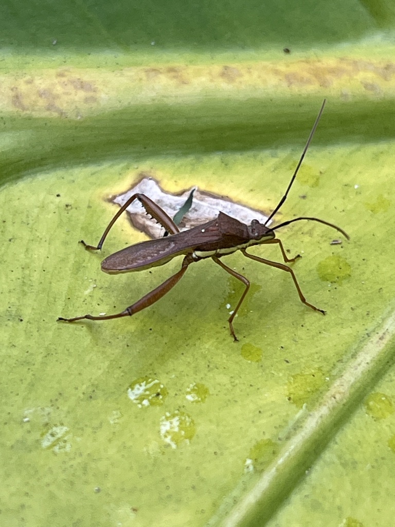 Riptortus Linearis In November By Nakatada Wachi Inaturalist