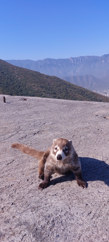 White Nosed Coati From N L M Xico On September At