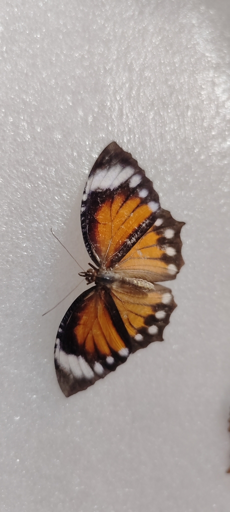 Common Palmfly From F Rp R Mhj Buddha Park Budha Park My Home