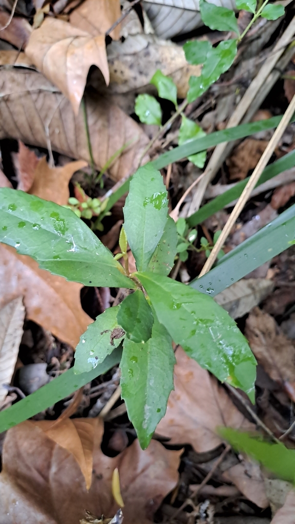 Variable Muttonwood From Karangi Nsw Australia On November