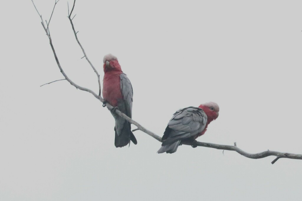 Galah From Jarrahmond VIC 3888 Australia On November 15 2023 At 05 44