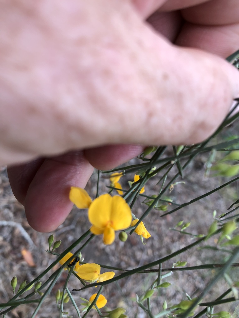 Winged Broom Pea From Brookfield Incl Brisbane Forest Park