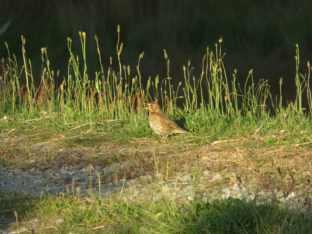 Song Thrush From Blaketown Greymouth 7805 New Zealand On November 25