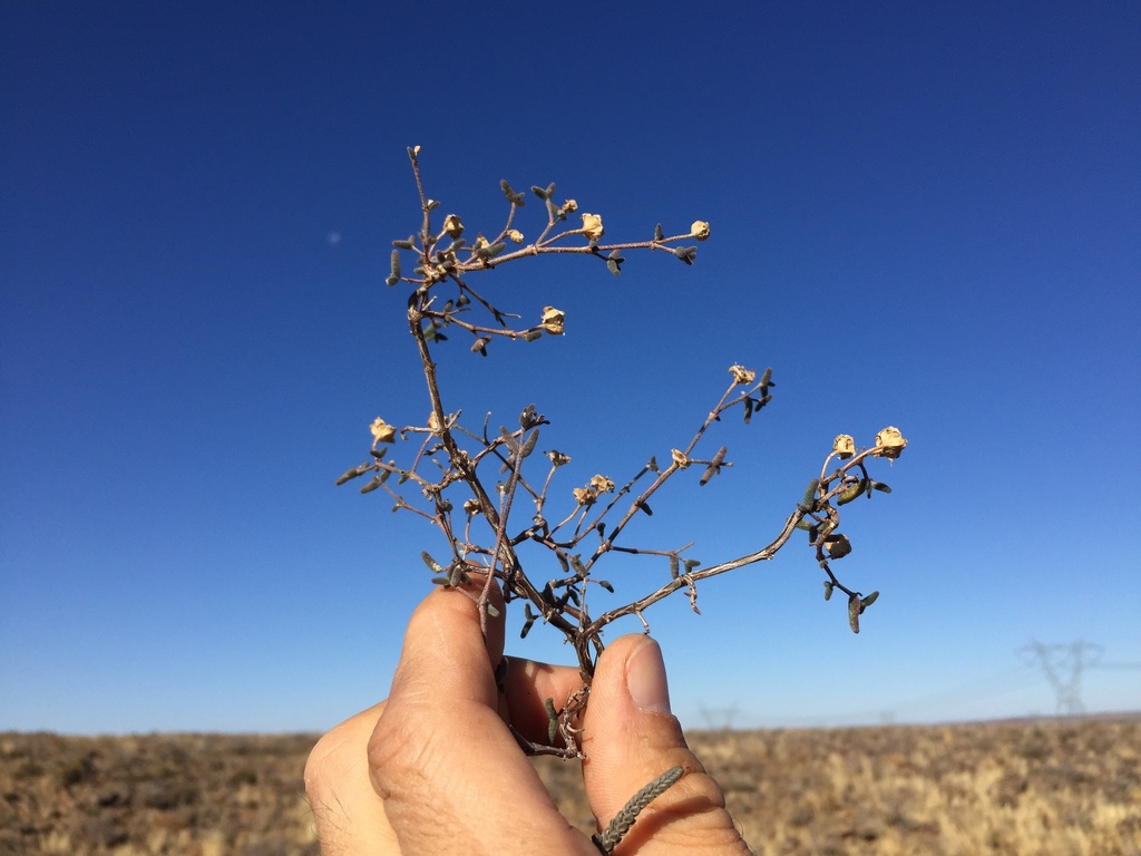 Karoo Dewfig From Central Karoo District Municipality South Africa On