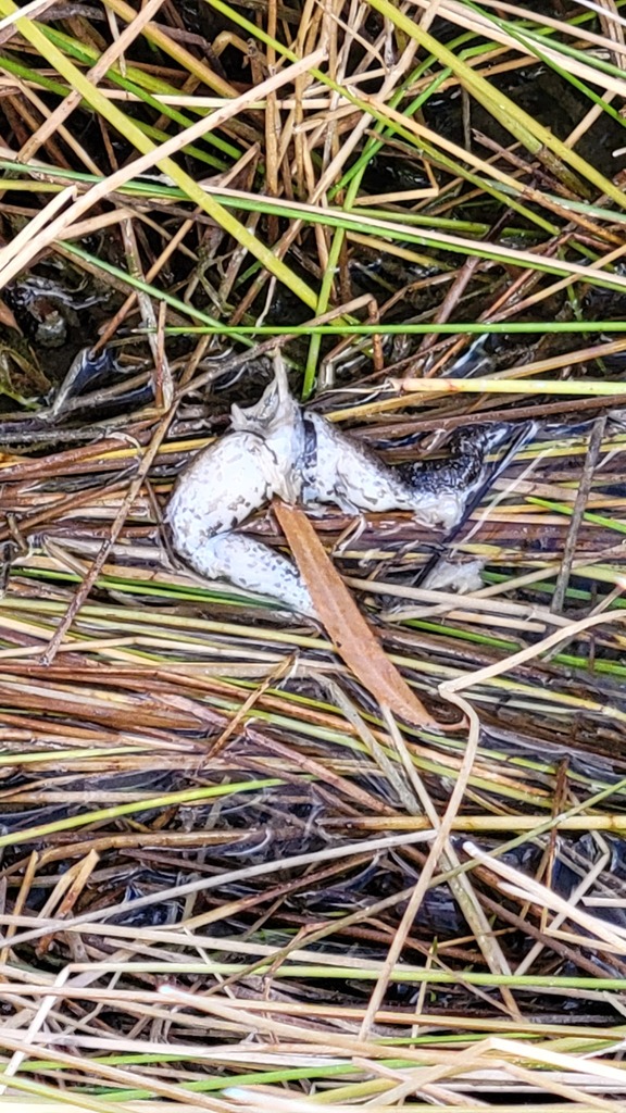 American Bullfrog From Cochise County AZ USA On November 25 2023 At