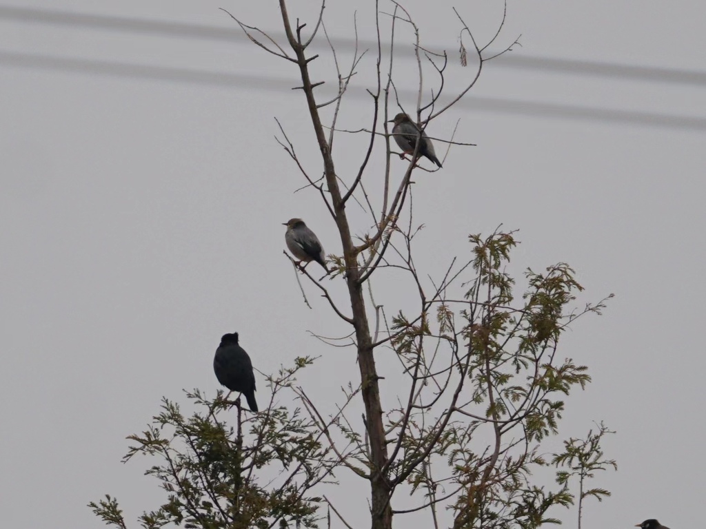 Red Billed Starling From Yuhang District Hangzhou Zhejiang China On