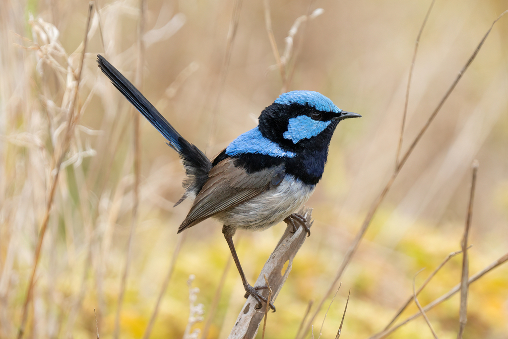 Superb Fairywren From Connewarre VIC 3227 Australia On November 27