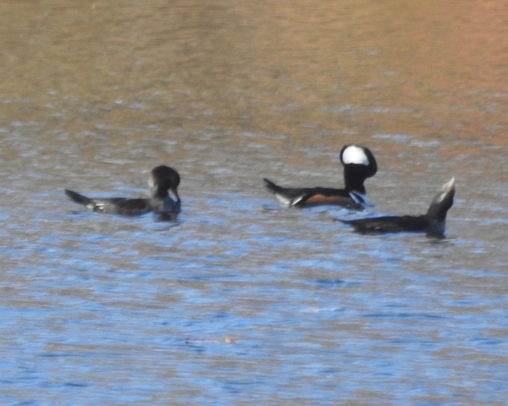 Hooded Merganser From Queen Anne S County Md Usa On November