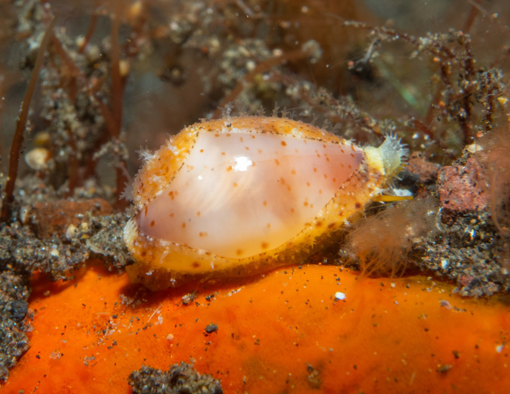 Contaminated Cowrie From River Tulamben Kubu Karangasem Regency