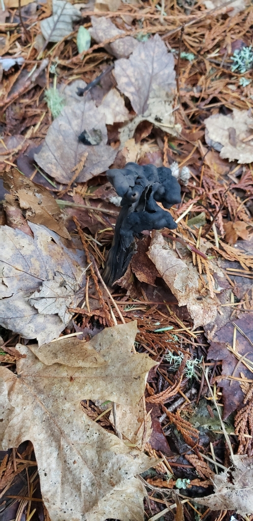 Western Black Elfin Saddle From Driftwood Rd At Overhulse Rd