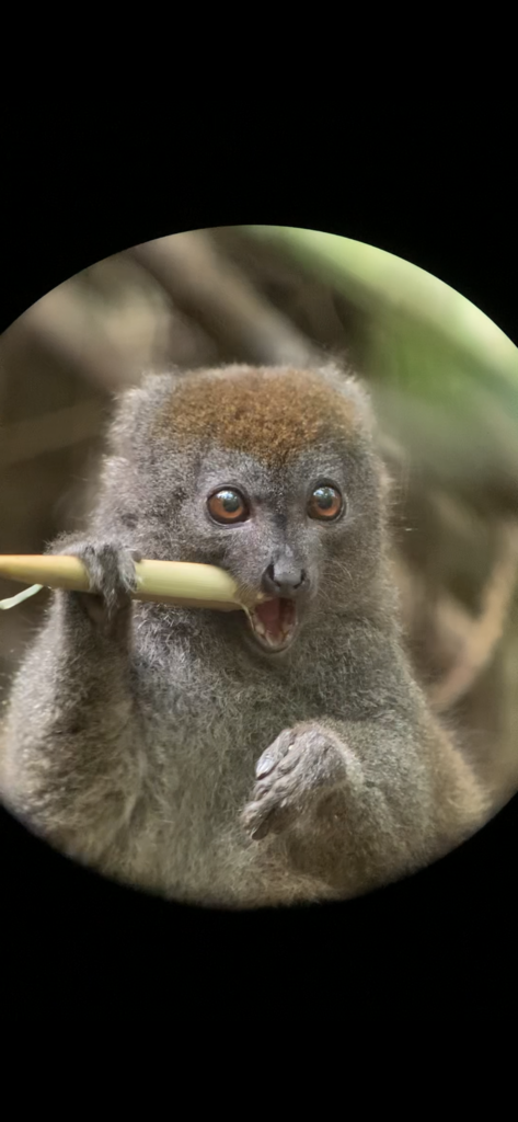 Eastern Lesser Bamboo Lemur In October 2023 By M107791 INaturalist