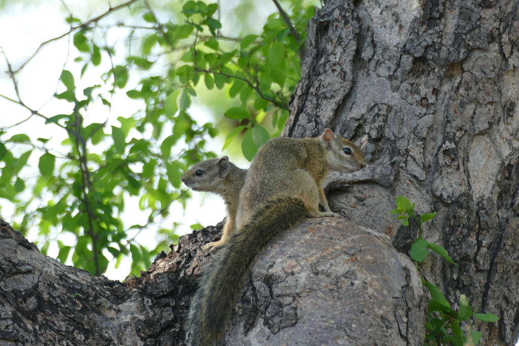 Smith S Bush Squirrel From Tsumkwe Na Od Na On November At