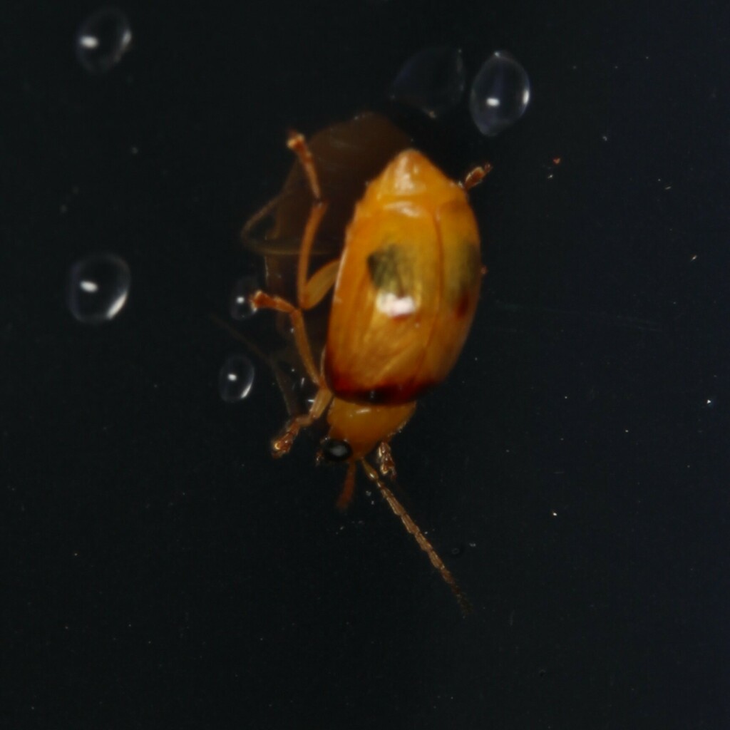 Red Shouldered Leaf Beetle From Lower Oxley Creek On November