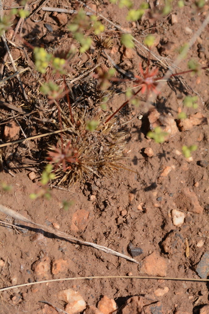 Psammotropha Mucronata Foliosa From West Rand District Municipality