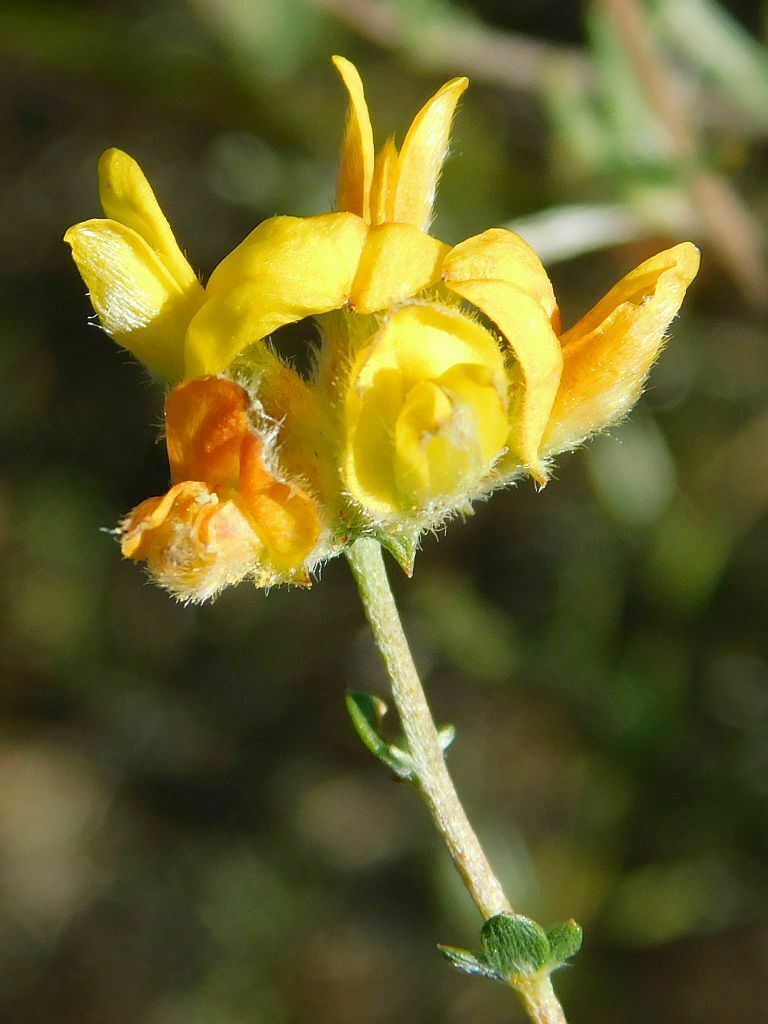 Trident Capegorse From Snyerskraalkoppe Genadendal South Africa