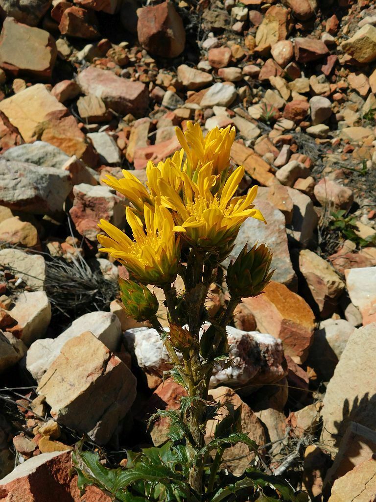 Soft Capethistle From Snyerskraalkoppe Genadendal 7234 South Africa