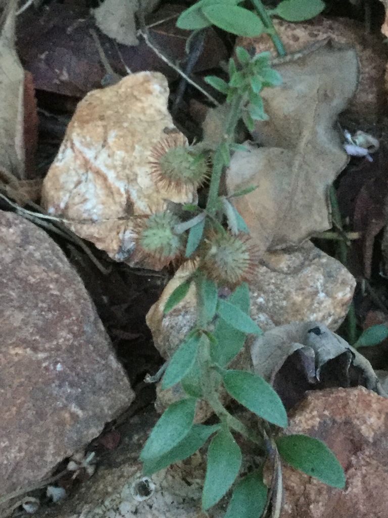 Krameria revoluta from Punta Cometa Mazunte Oax México on November