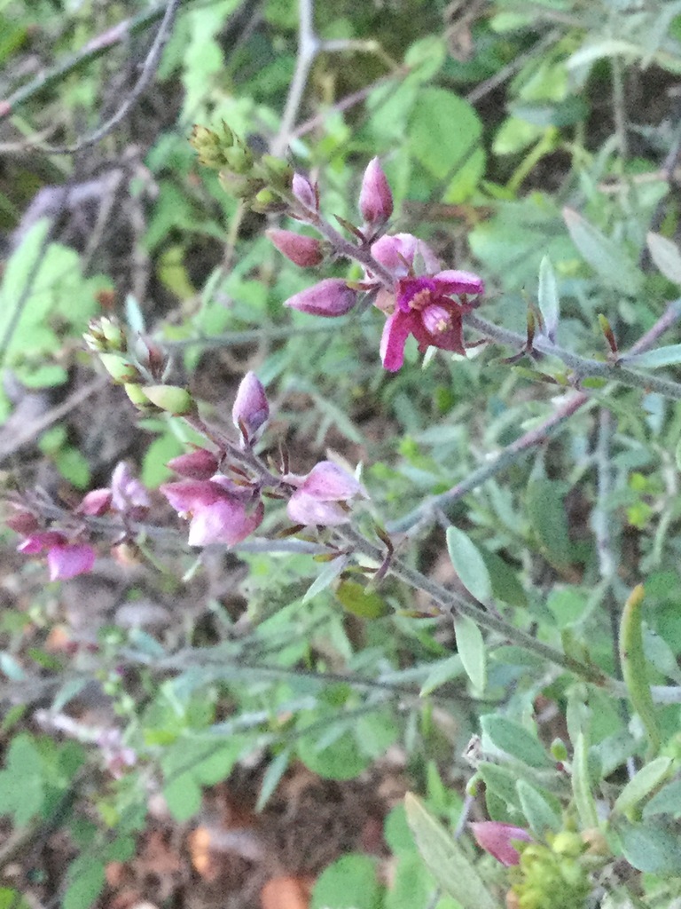 Krameria revoluta from Punta Cometa Mazunte Oax México on November