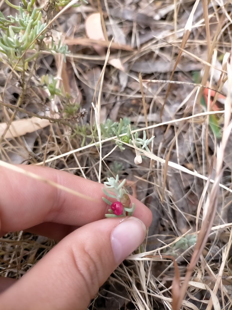 Barrier Saltbush From Hillbank SA 5112 Australia On November 25 2023