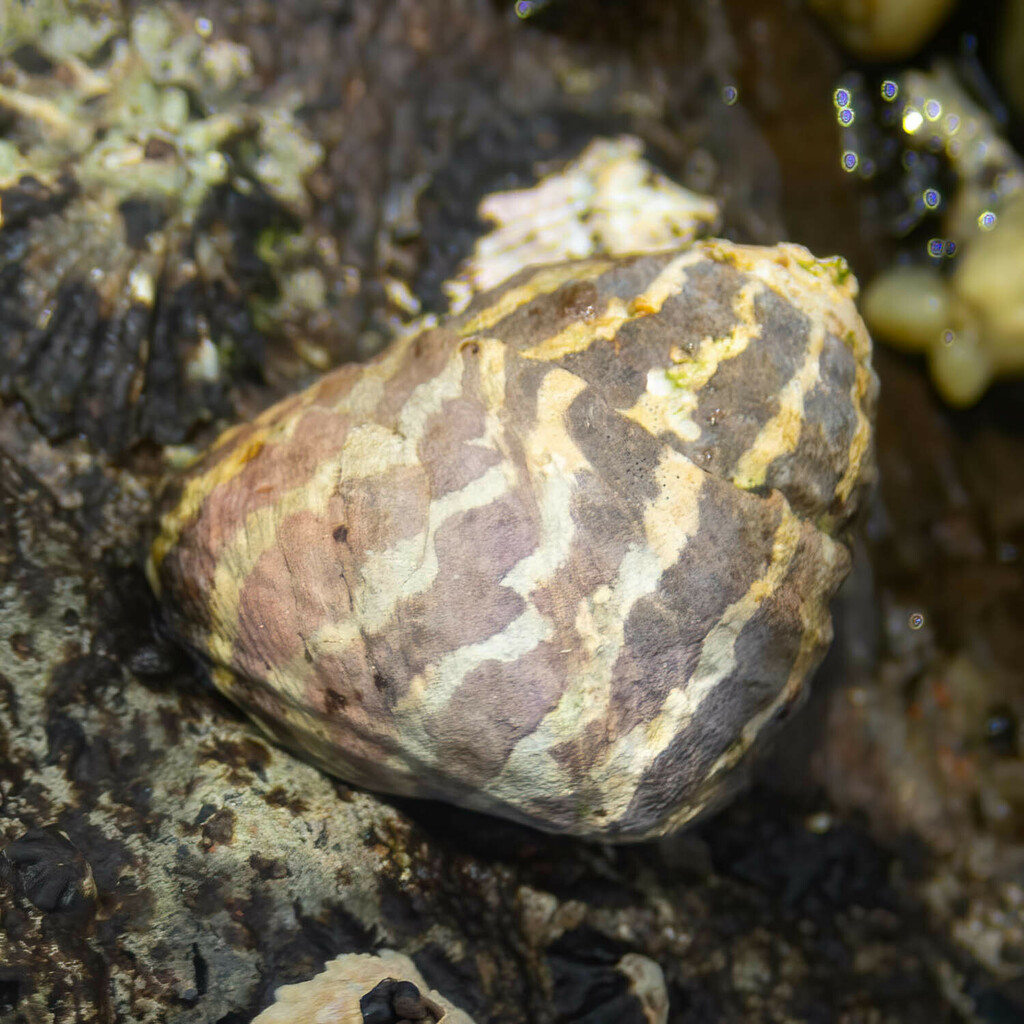 Zebra Top Snail From Fingal Bay Nsw Australia On November