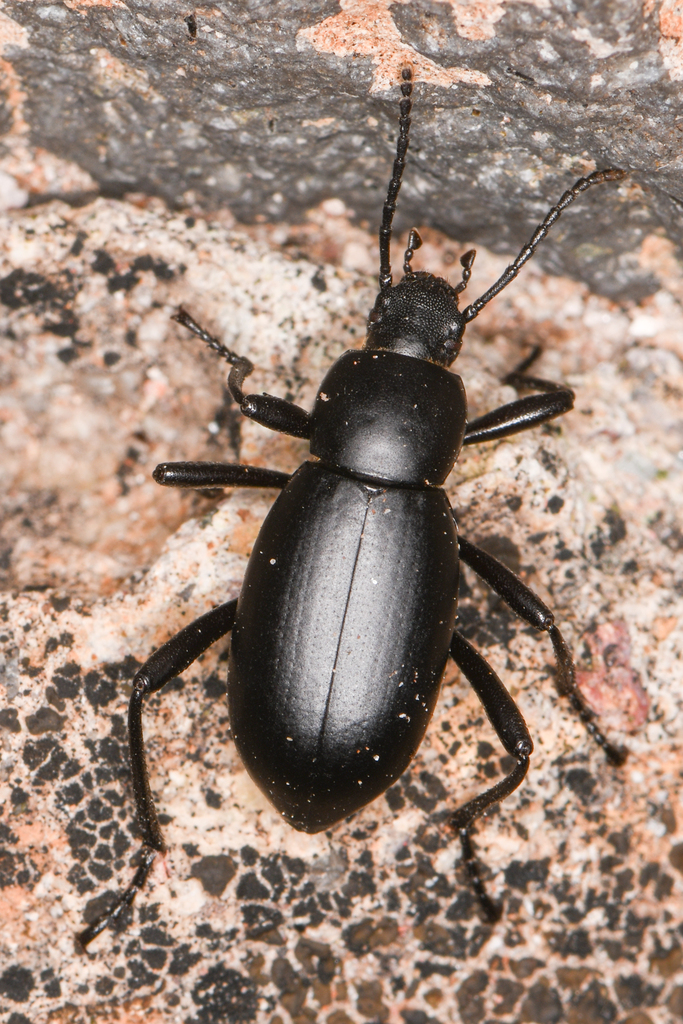 Eleodes Insularis From San Quint N B C Mexico On November